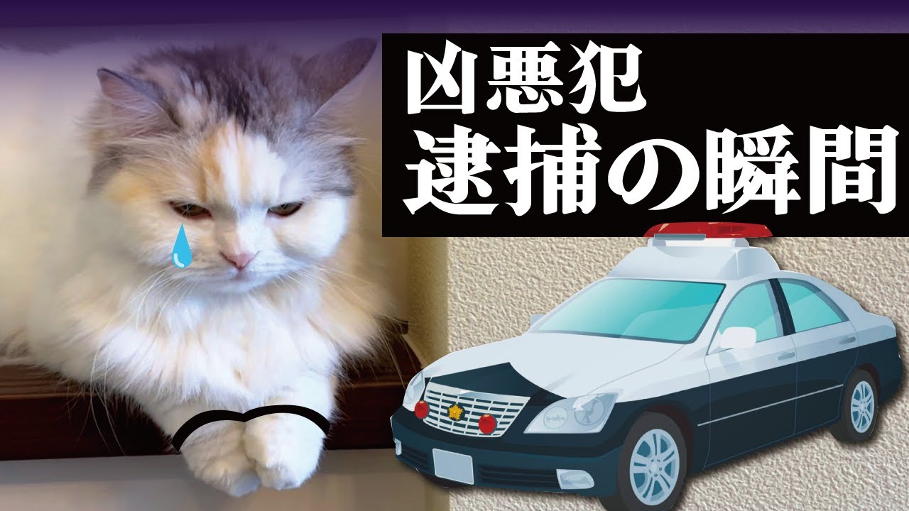 ついに史上最悪の極悪事件を起こした凶悪猫を逮捕しました！！【関西弁でしゃべる猫】【猫アテレコ】