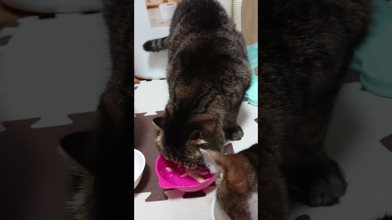 【猫】チュールタイム☆ 2023/11/22【ベンガル・ブリティッシュショートヘア・アメリカンカール・スコティッシュフォールド・マンチカン・エキゾチックショートヘアー】#shorts