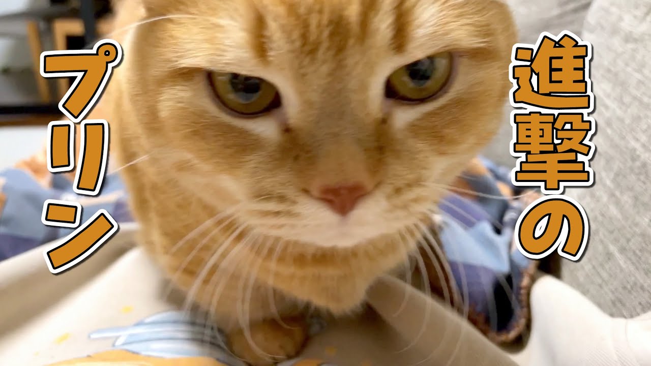 ごはんの時間までお昼寝してたら腹ペコの猫に襲われました…！