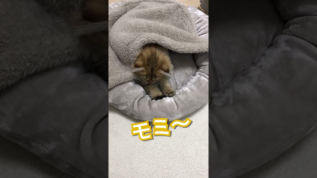 【子猫ふみふみ♪】かわいいペルシャ猫