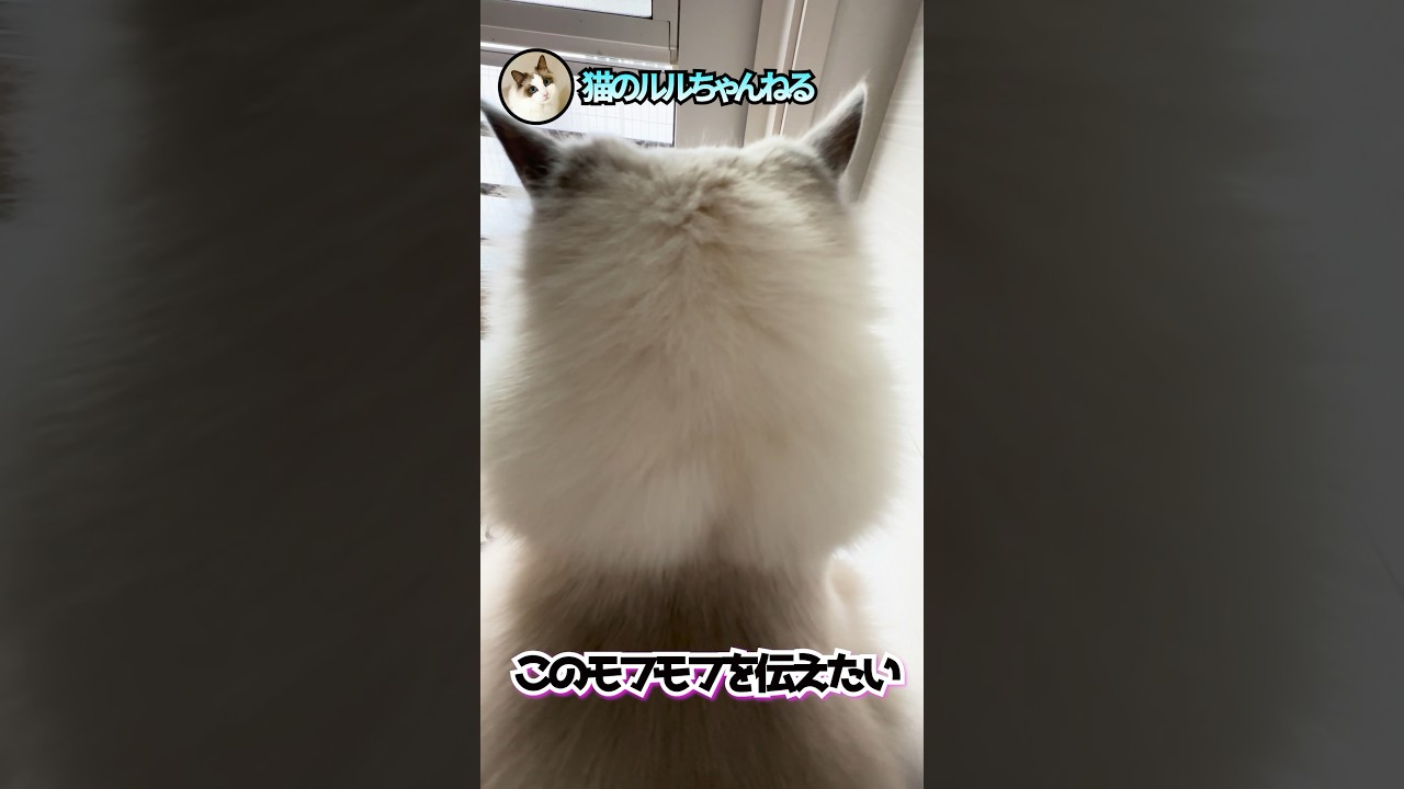 モフ猫の後頭部がたまらない♡ #ラグドール #ragdoll #shorts