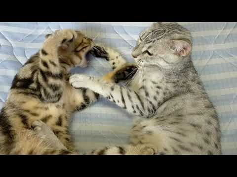 【エジプシャンマウはる】　はるレオ格闘集　【アメショレオ】