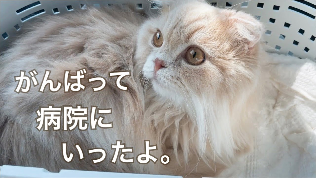 【骨軟骨異形成症】折れ耳で可愛い猫〝スコティッシュフォールド〟を飼う前に知っておいて欲しい事｜病院へ行ってきました