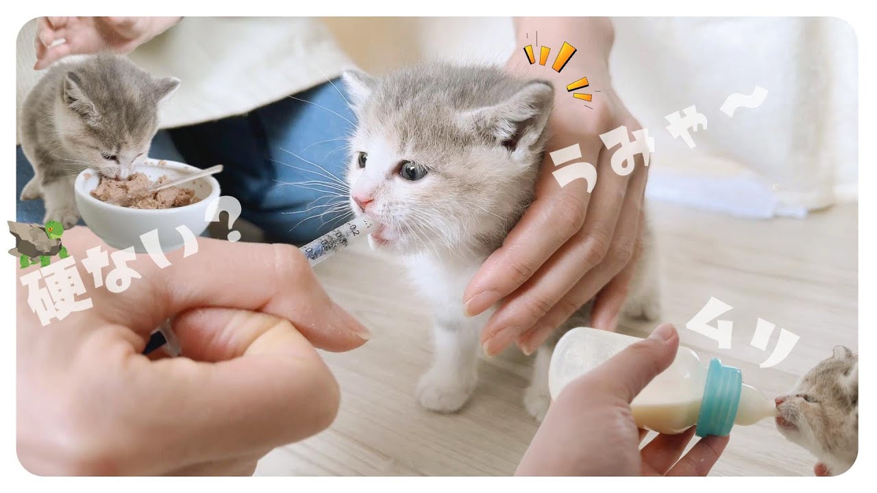 【はじめての離乳食】壁から救出された子猫は哺乳瓶よりシリンジがお好みなようです【保護猫生活32日目】1部