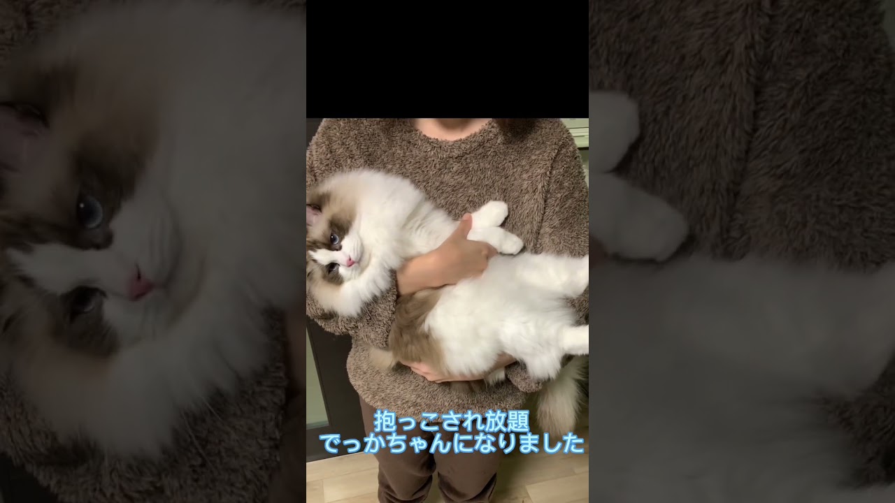 お利口に抱っこされる大きなラグドール　#ラグドール #ねこのいる生活 #かわいい猫 #猫 #抱っこ