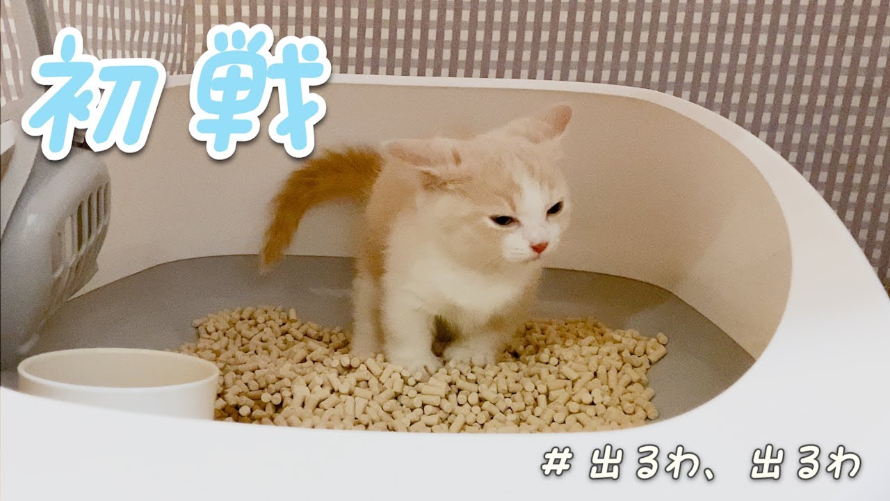 生後３ヶ月の子猫が初めてトイレに成功した様子がこちらです【マンチカン】