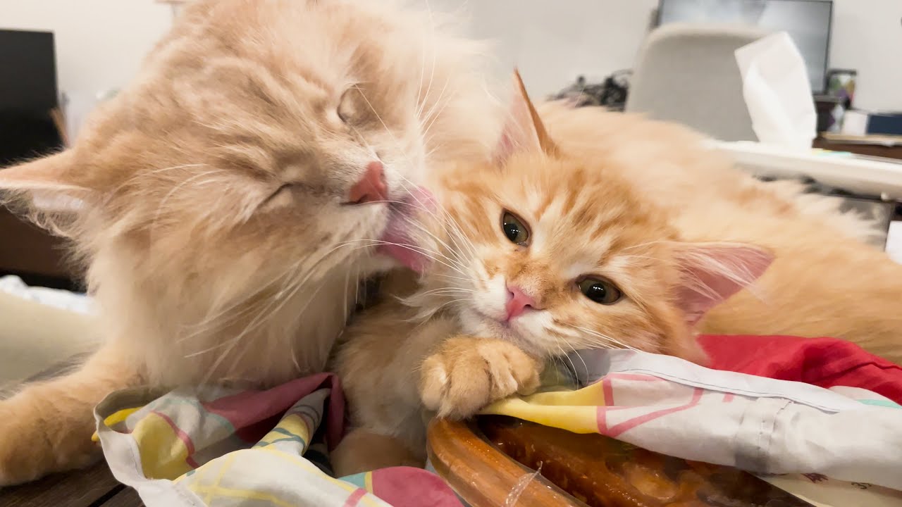 弟猫が大好きで大好きで仕方ない兄猫がしつこすぎましたww【サイベリアン】