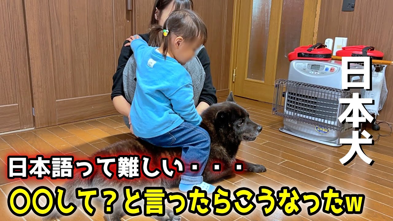 とある指示を出したら、何故かこうなりました【甲斐犬一休と猫のしずく】