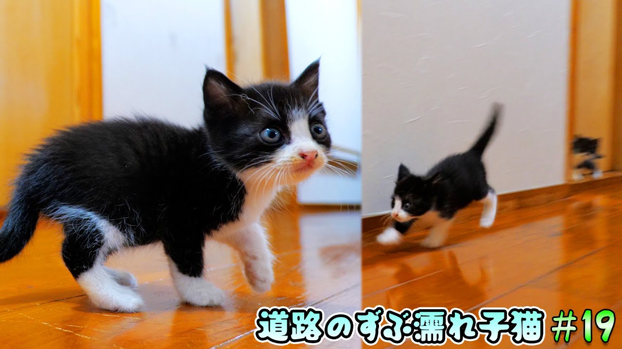 子猫達初めての廊下探検🐈🐈突然走り出した白鼻ちゃんがド派手に‥‼【道路のずぶ濡れ子猫 #19】