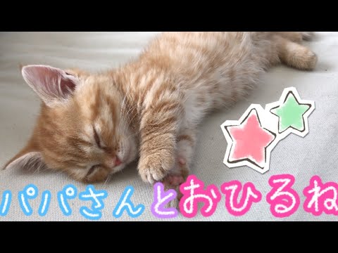 【癒し/relaxed】子猫茶々くんの可愛いお昼寝。【短足マンチカン】Munchkin Kitten taking a nap is the ultimate healing