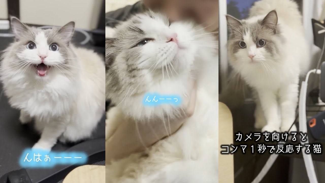 鳴き声が可愛すぎるラグドール猫の大人気shortsまとめ③