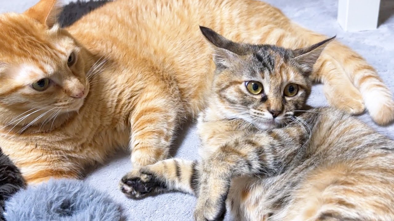 兄猫の意味不明な行動に驚いて柴犬の側に逃げる子猫...笑
