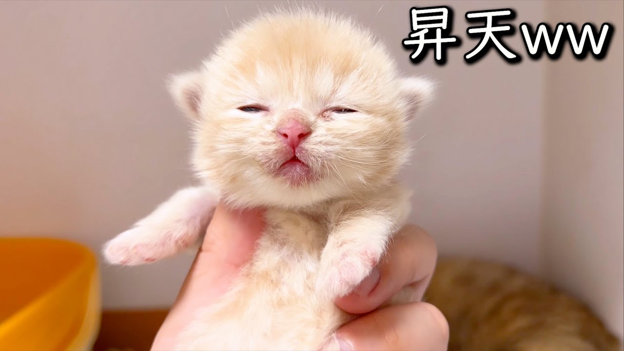 【マンチカンの子猫】開眼した子猫ちゃんは持つとヒヨコ顔になる件 ∼猫のいる生活Vol.848~ 出産動画 マンチカン短足・ミヌエット・ペルシャ猫専門ブリーダー『ペット蔵人』【子猫の成長記録】
