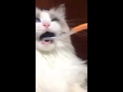 歯磨きをする猫ちゃん