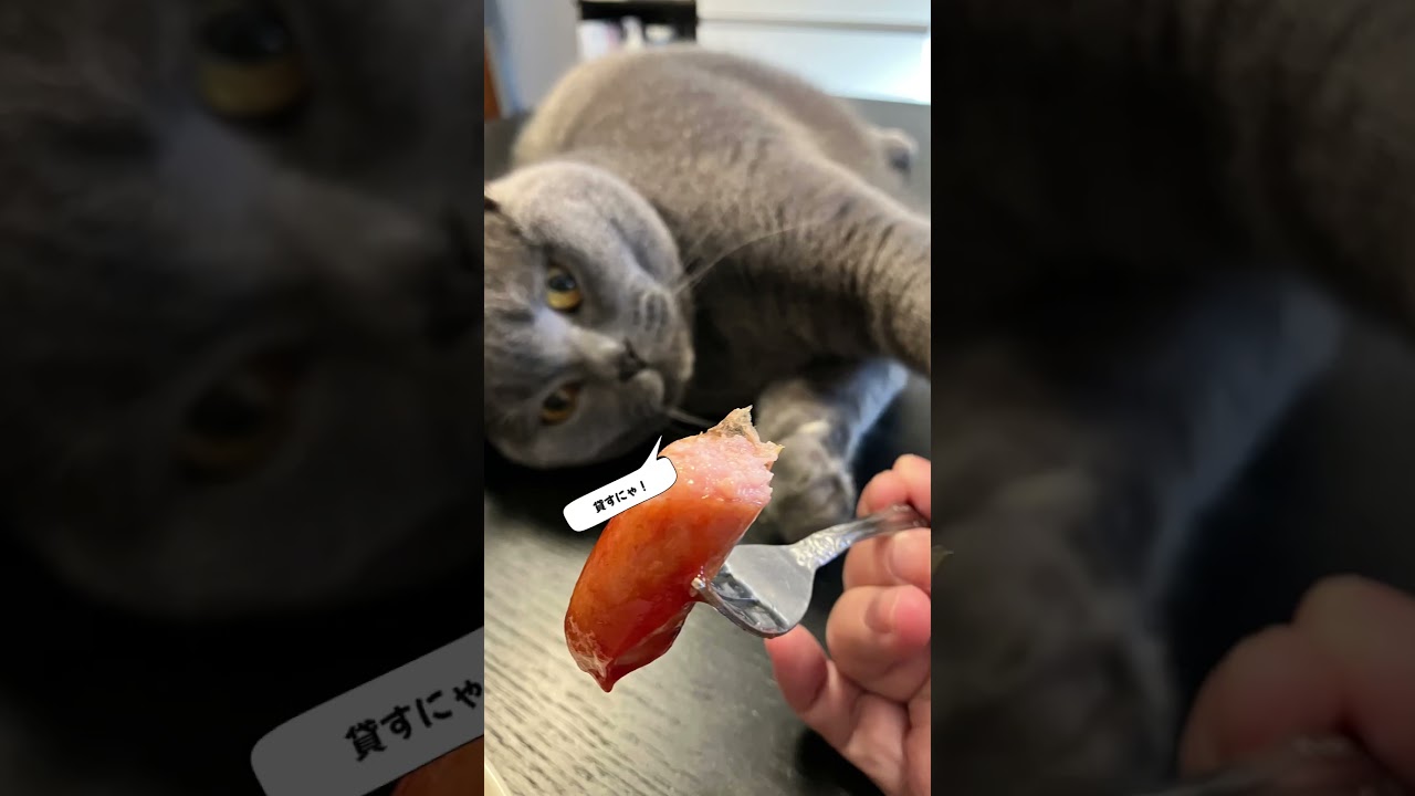 奪われそうになった朝食 #猫 #ブリティッシュショートヘア #shorts