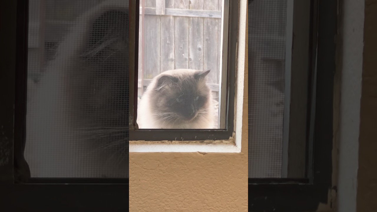 外から家の中を覗く孤独なラグドール #shorts #猫 #猫の嫉妬