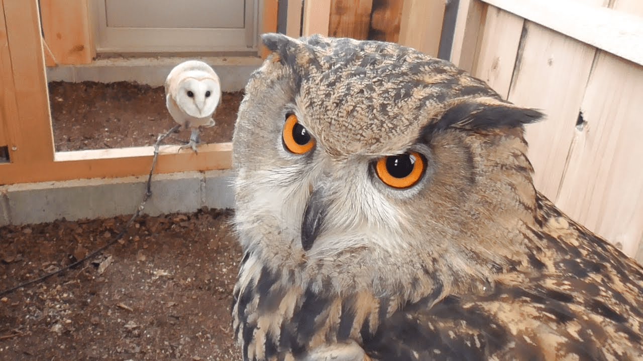 ベンガルワシミミズクとメンフクロウと鷹の飼育小屋