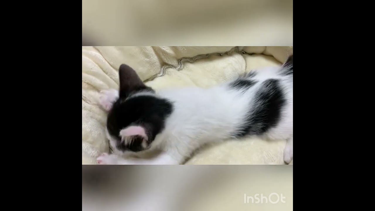 「ぼくにもこんな小さい時があったにゃ」