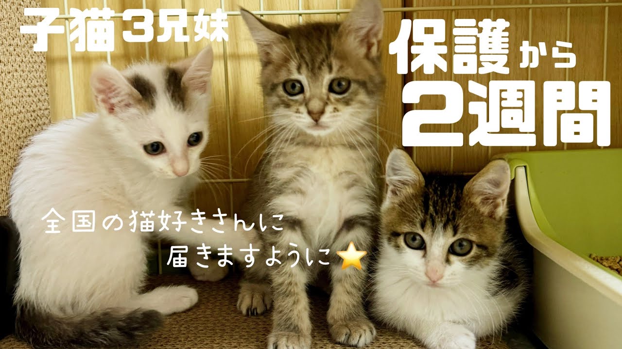 [子猫]保護から2週間！毎日わちゃわちゃ♪すくすく成長中✨人馴れはまだ難しい😅けど、里親様とご縁待ちの3兄妹です🫶[全国里親募集中]保護猫ご紹介😺