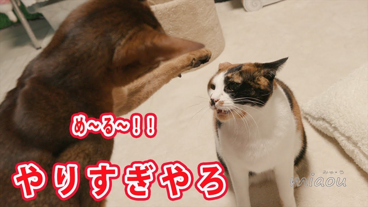 アビシニアンが三毛猫を猫パンチ、いや、猫ジャブで牽制してたらみけがブチ切れた【瀬戸のめる日記】Mi ke got angre when Abisinian Mer tries to punch her