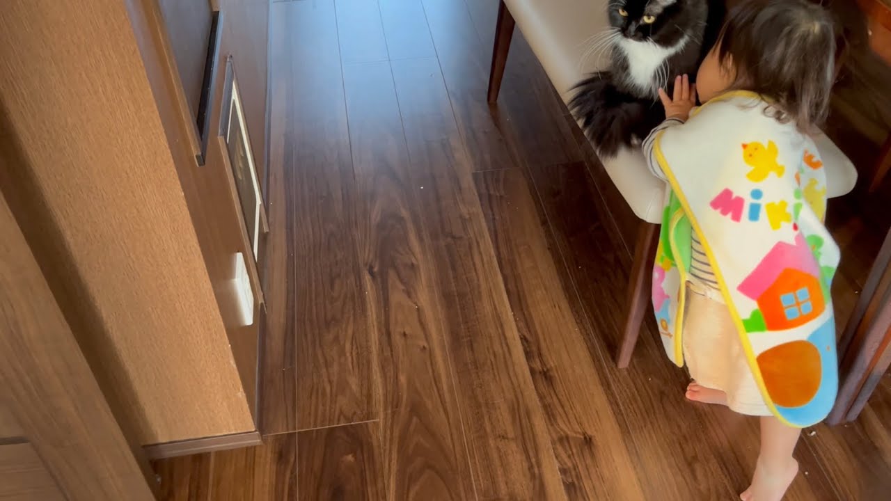 二歳児から何かのついでにハグか猫吸いされる猫　ラガマフィン　A cat being hugged while doing errands