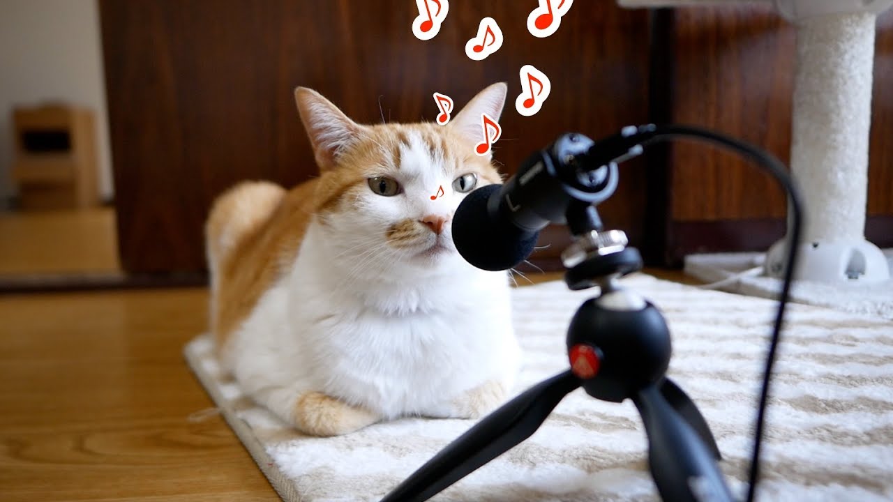 クイーンの地獄へ道づれを日本語で歌う猫