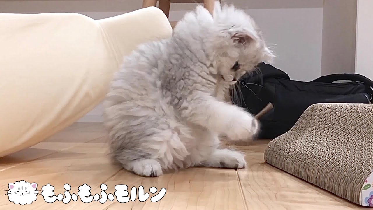 子猫の大好きな宝物【サイベリアン】