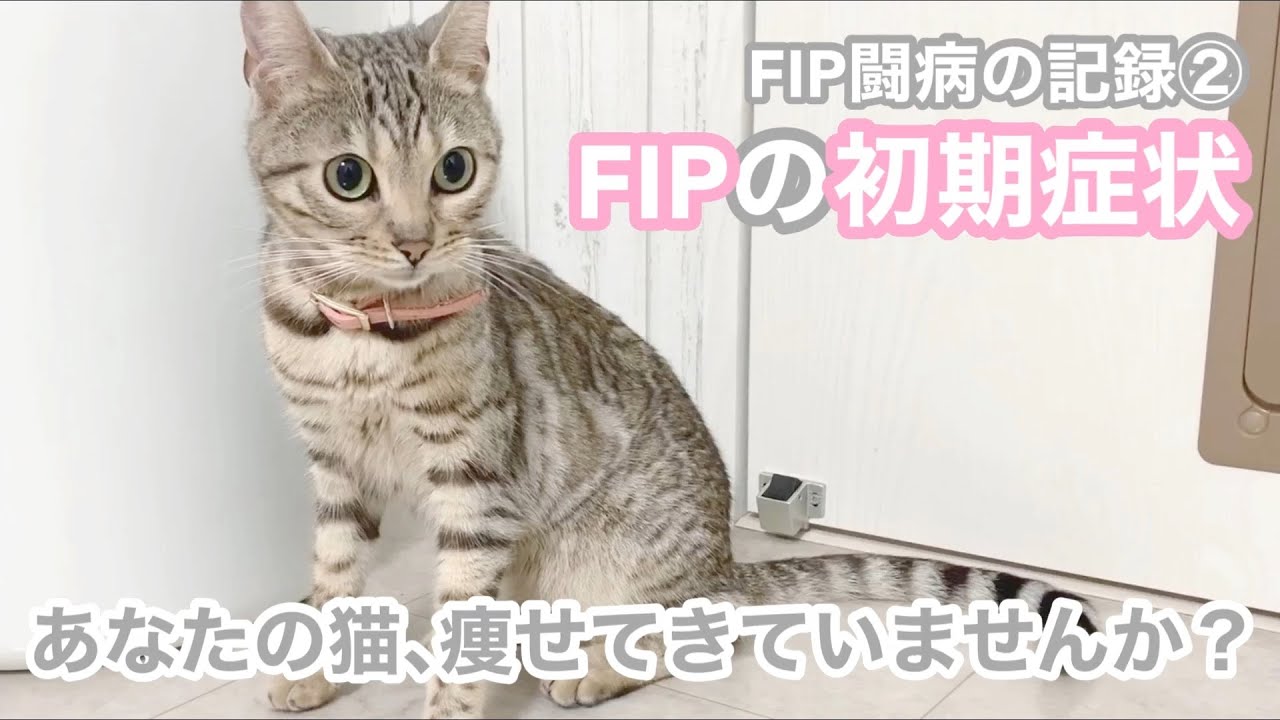 シルバーベンガルのFIP闘病の記録② FIPの初期症状