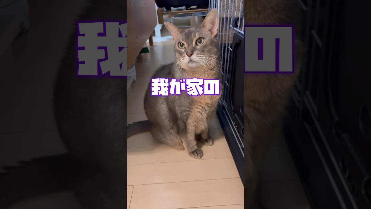我が家の癒し系 #shorts #cat #アビシニアン #ねこ #まな猫