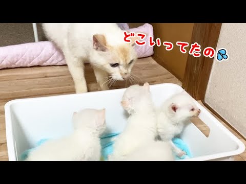 通院でいなかった子供たちを心配する母猫