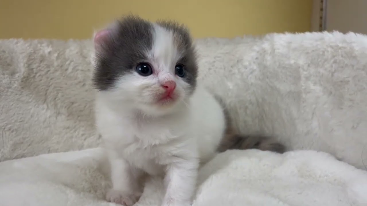 アメリカンカール 【ダイリュートキャリコ】まるふわのカール姉妹❤️