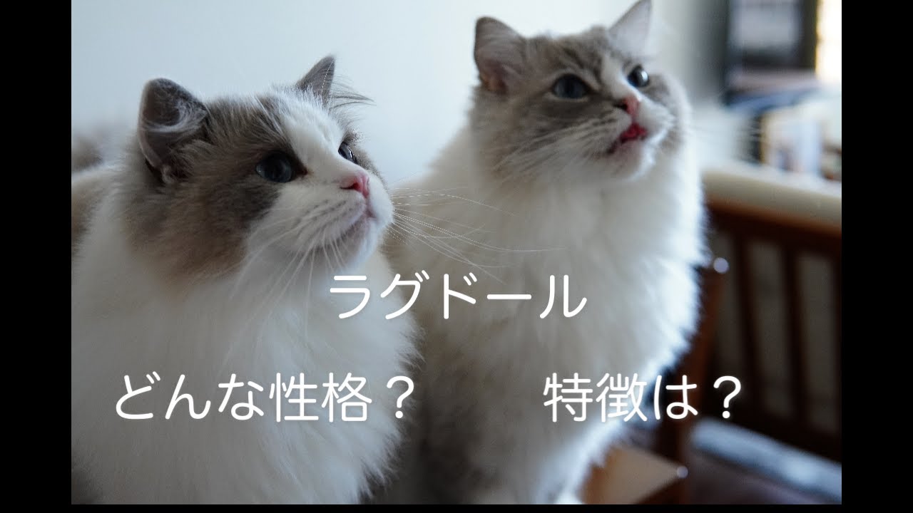 【ラグドール多頭飼い】ラグドールってどんな猫？2匹のラグドールを飼って気づいたこと