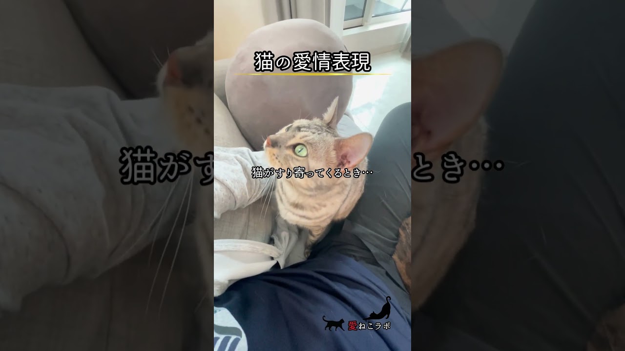 猫が擦り寄ってくる時… #shorts #cat #ねこ #ベンガル猫 #シルバーベンガル猫 #猫名言