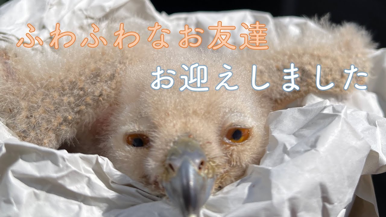 【ベンガルワシミミズク】#1 ふわふわなフクロウお迎えしました Indian Eagel Owl