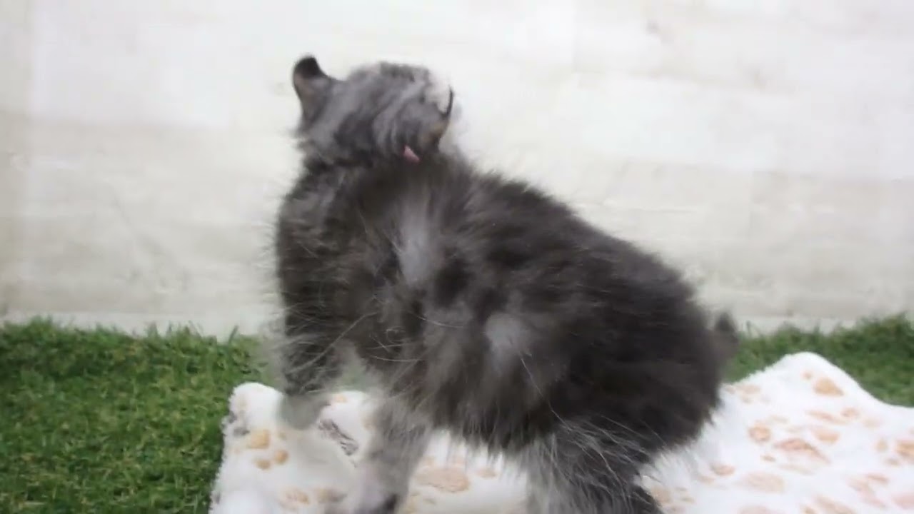 Coo&RIKU　No00655670 アメリカンカール