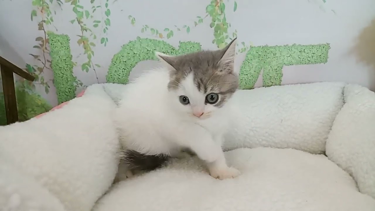 657468 スコティッシュフォールド