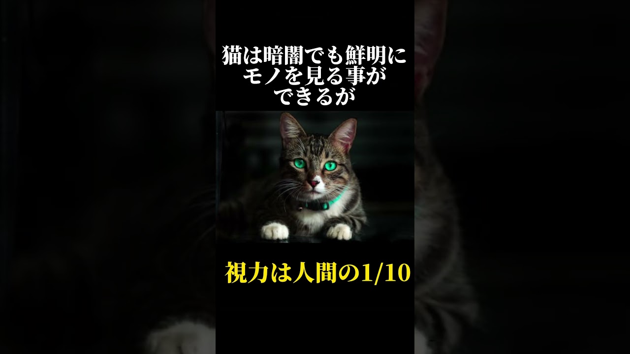 98%の人が知らない猫に関する雑学・豆知識Part14#shorts