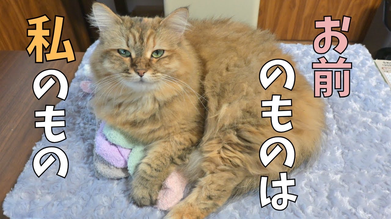 猫が色々奪おうとします。【サイベリアン】