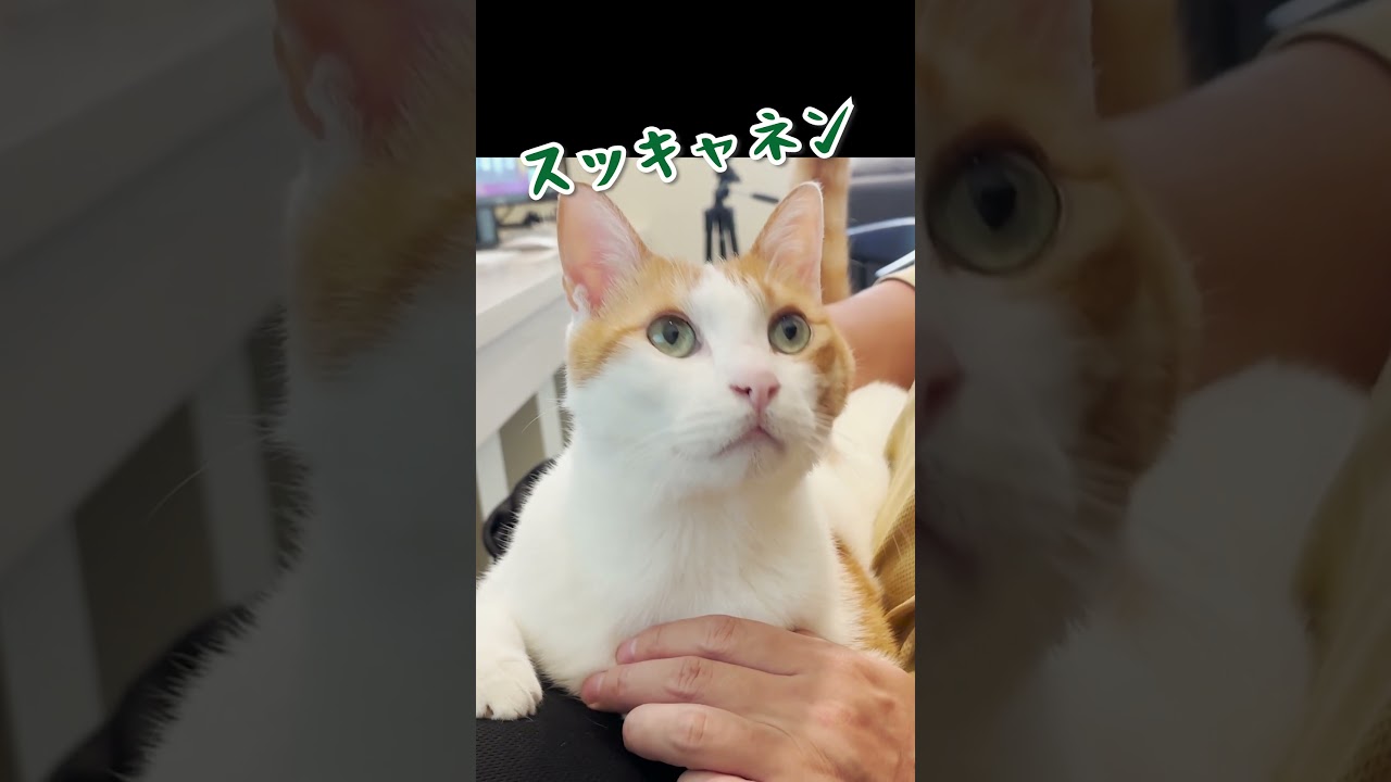 【甘えんぼ猫】あざとい猫の手口をご覧ください…#shorts