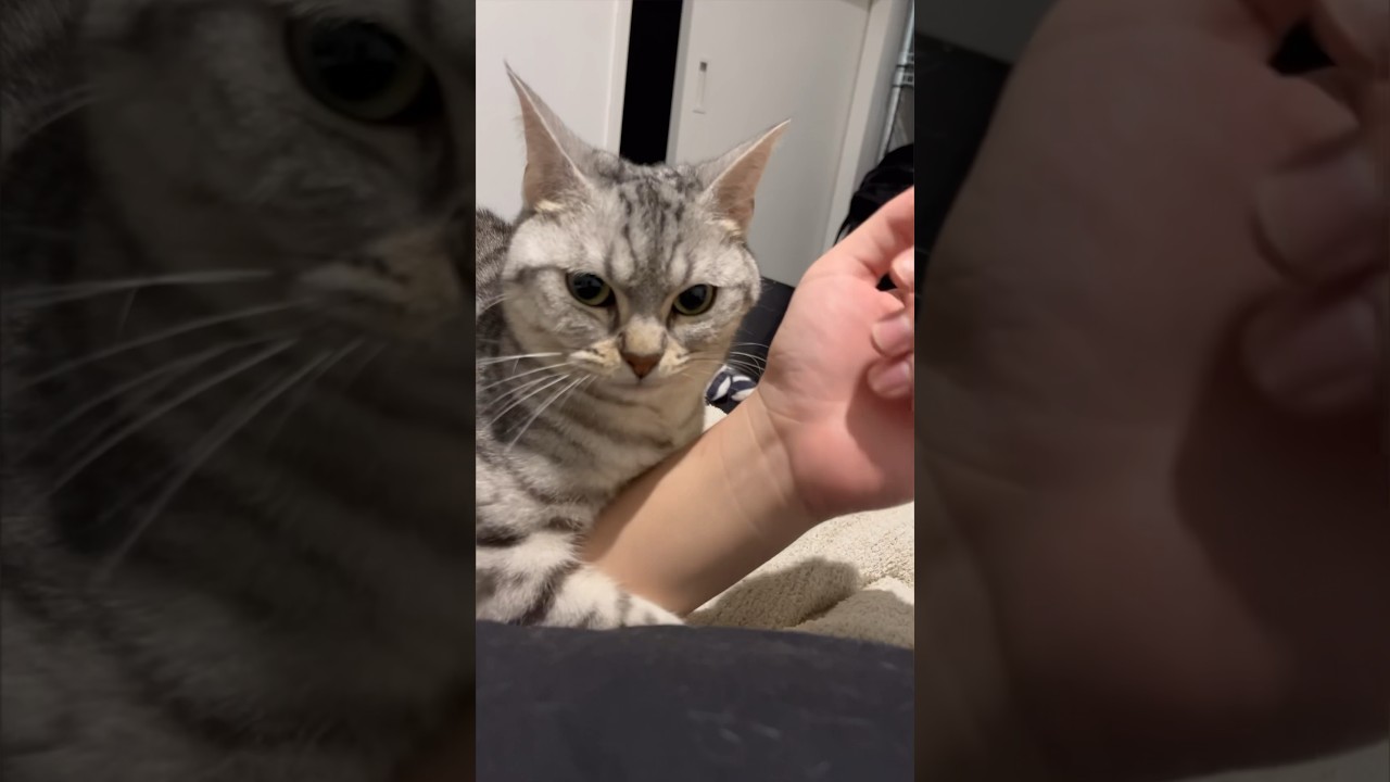【猫動画】ちょっと離してもらえますか？笑 #shorts