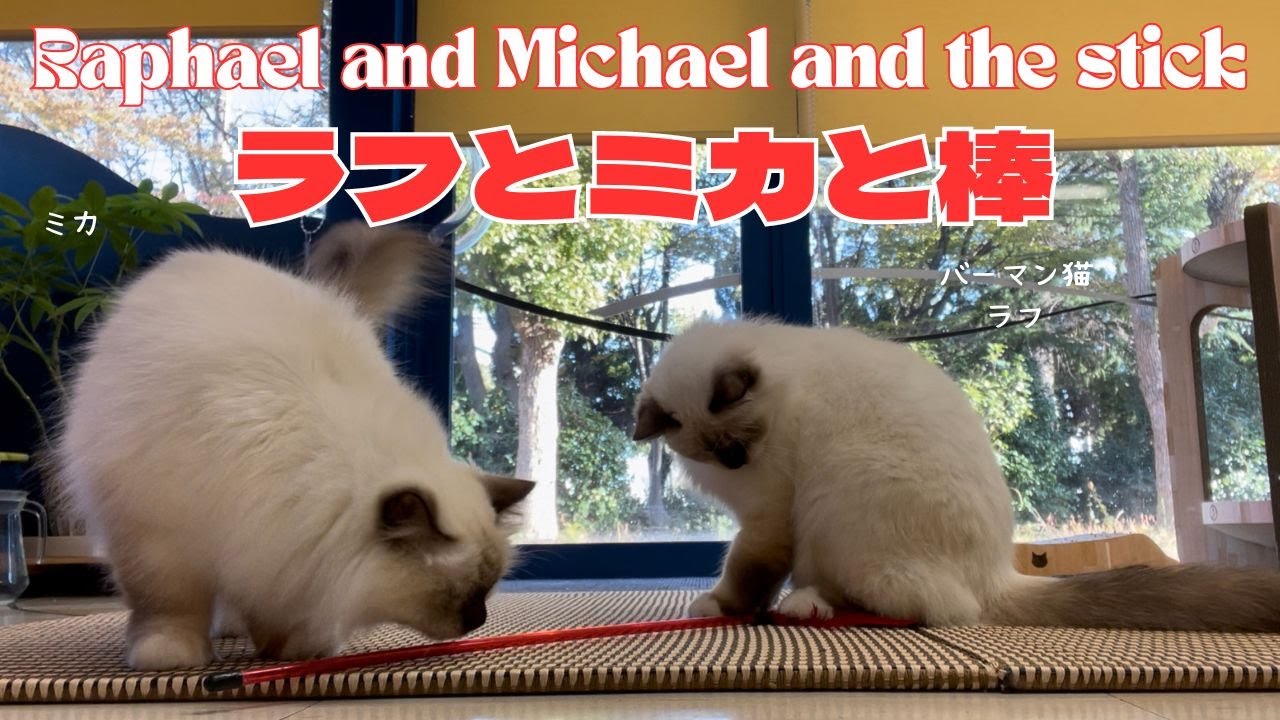 バーマン猫ラフとミカ【ラフとミカと棒】Raphael and Michael and the stick（バーマン猫）Birman/Cat