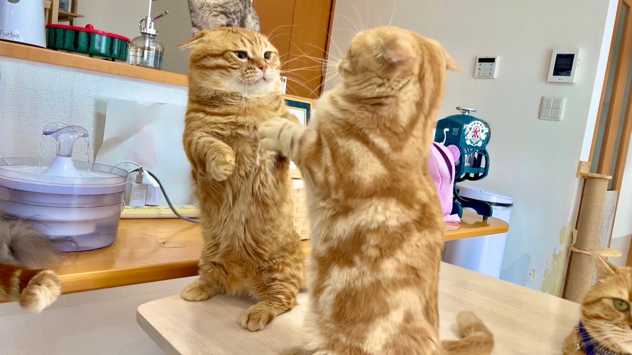 レア！ぽちゃくんvsちゃーぼーの微笑ましい戦い！ #猫 #マンチカン