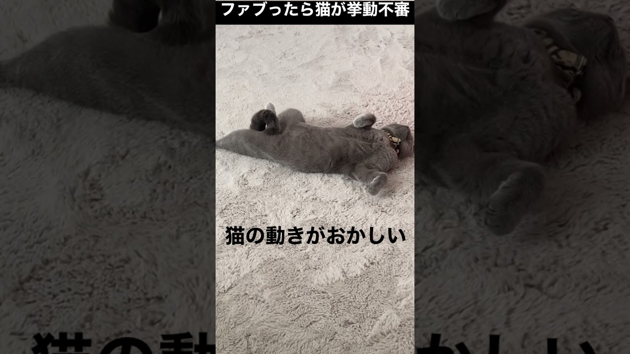 【ファブリーズ】猫を狂わせる魅惑の薫り【ブリティッシュショートヘア】#shorts #ブリティッシュショートヘア #猫 #cat #ファブリーズ #yoasobi
