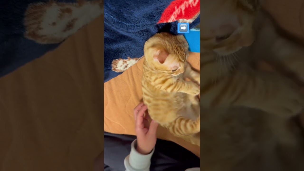 いそがしいコモドン🐈 #キンカロー #猫 #子猫 #猫のいる暮らし #cat #catlover #catvideos #고양이 #catlovers #catvideo