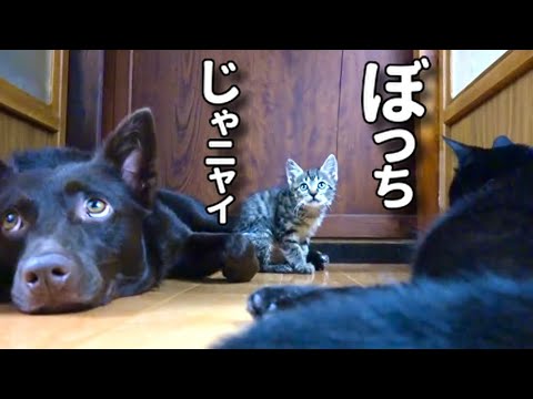 【子猫が家族に馴染んだ瞬間の日だった。】@taipi 【切り抜き】