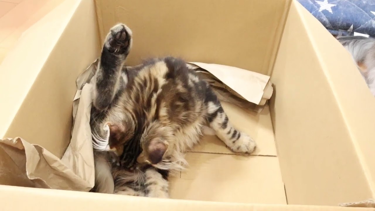 荒ぶるメインクーン子猫ブラウンの金太朗君