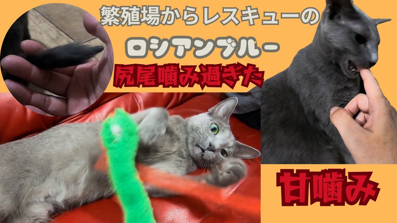 繁殖場からレスキューされたロシアンブルー甘噛みやへそ天で遊んで可愛い＆尻尾を噛むクセ（保護猫カフェ猫の木）十三駅Russian Blue rescued from breeding farm
