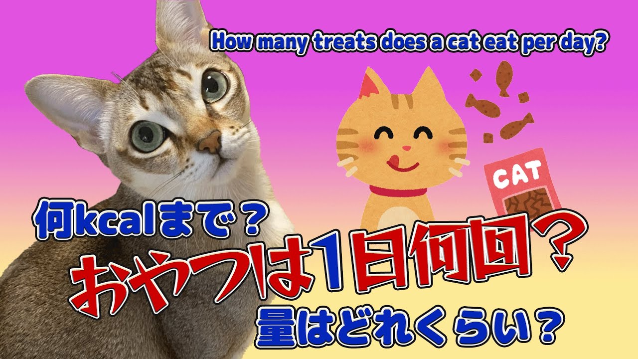 おやつは1日何回？量はどれくらい？カロリー計算方法は？【シンガプーラ】#cat #pets #animals #猫