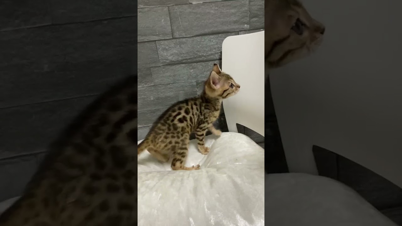 ベンガル  期間限定セール中