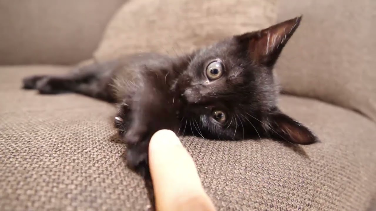 コチョコチョパーに全力でブチ切れる子猫【赤ちゃん猫　保護猫】